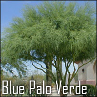 Blue Palo Verde