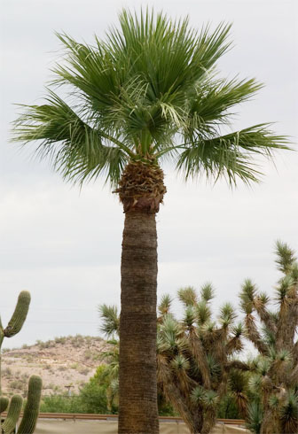 Estrella Canyon Nursery - California Fan Palm