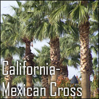 Mexican California Cross