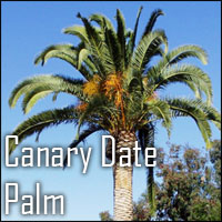 Canary Date Palm