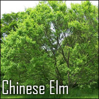 Chinese Elm