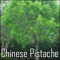 Chinese Pistache