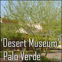 Desert Museum Palo Verde