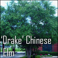 'Drake' Chinese Elm
