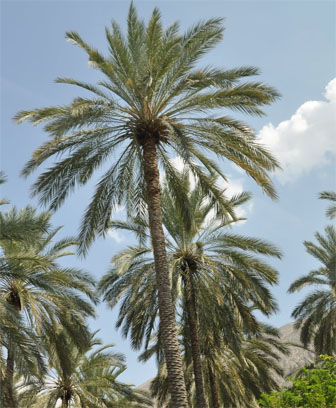 Fruiting Date Palm