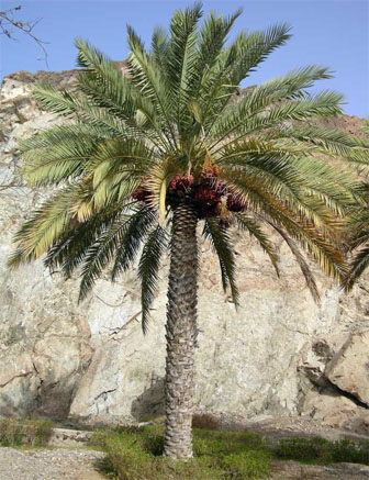 Second Fruiting Date Palm