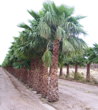 Mexican Hybrid Palm