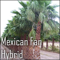 Mexican Hybrid