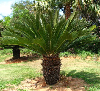 Second Sago Palm