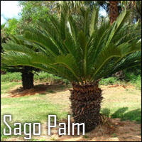 Sagon Palm