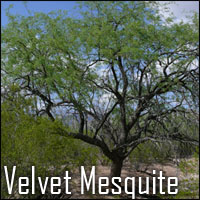 Velvet Mesquite